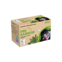 Fire Rainbow · 8 fountains (609)